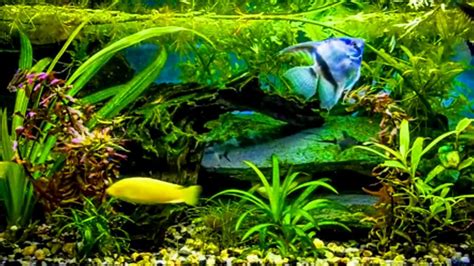 Aquarium Live Stream with Soft Music - YouTube