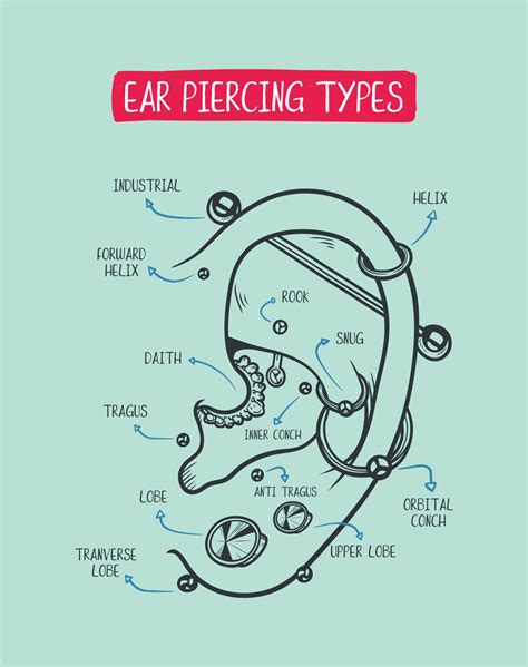 Ear-piercing diagram. Top different types of ear-piercing trendy positions 11853332 Vector Art ...