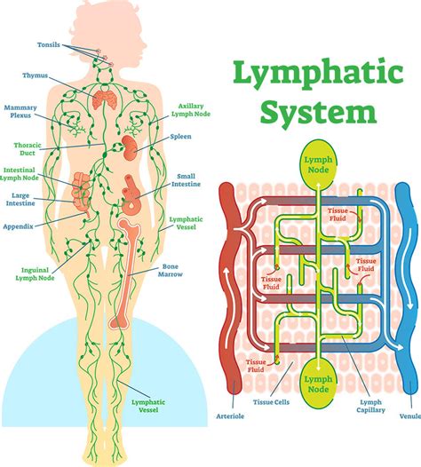 Lymphatic Drainage Laminated Anatomy Chart | ubicaciondepersonas.cdmx.gob.mx