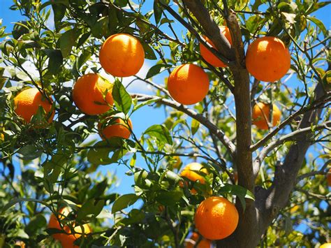 The 5 Best Fertilizers for Citrus Trees (That WORK) — 2020