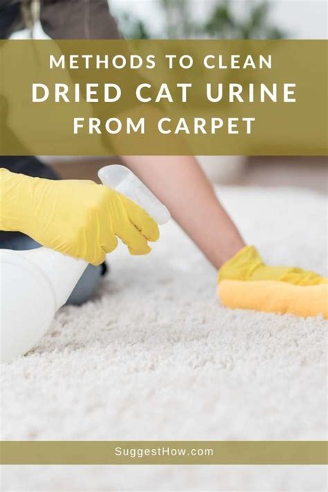 Removing Cat Urine From Tile Floors – Flooring Tips