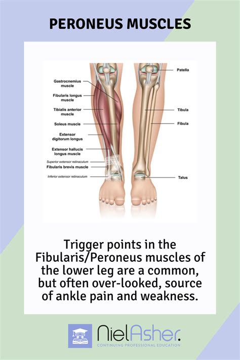 Trigger Point Therapy for Fibularis/Peroneus Muscles