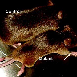 Model of laminin function in peripheral nerve myelination. During... | Download Scientific Diagram