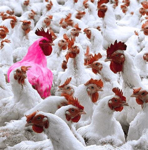 Coming age of CRISPR gene editing: What in heck is the 'Pink Chicken Project'? - Genetic ...