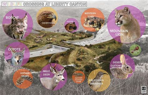 National Wildlife Federation Receives $25 Million Annenberg Challenge Grant For World's Largest ...