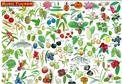 Bush Tucker Australia Poster Mat - A.B.C. Maps