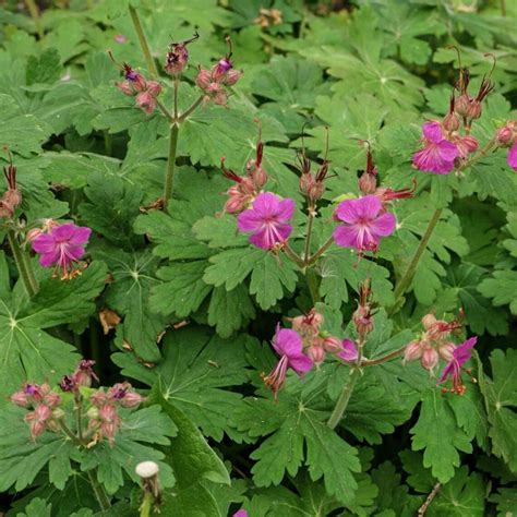 CRANESBILL Root 2lb 907g ORGANIC Dried Bulk Herb Geranium - Etsy