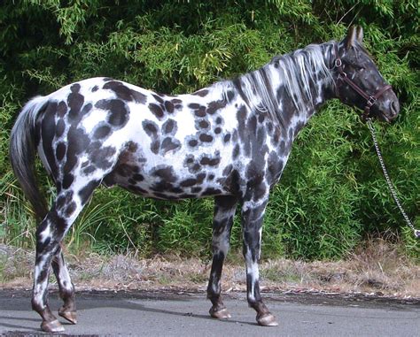 Black Leopard Apaloosa. They were developed by the North American tribe ...