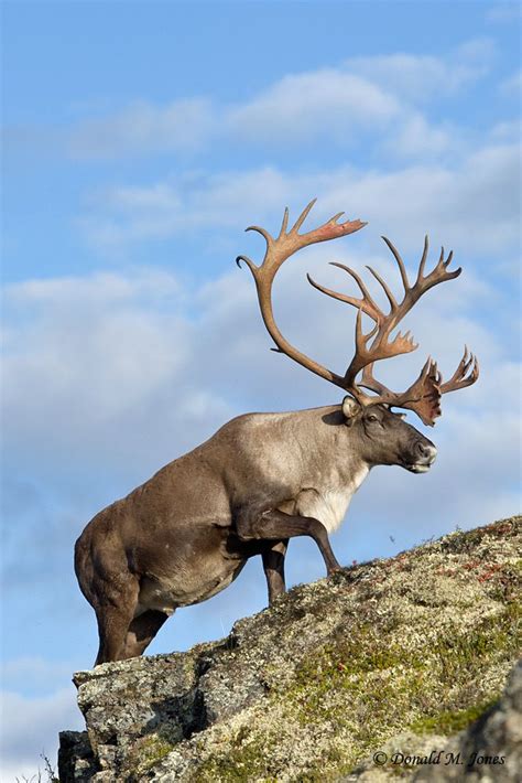 Barren-ground caribou is a subspecies of the caribou.The barren-ground ...