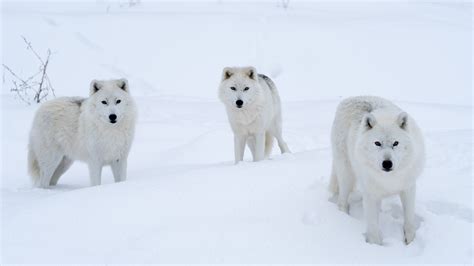 Pictures Of Animals In The Arctic Tundra - the meta pictures