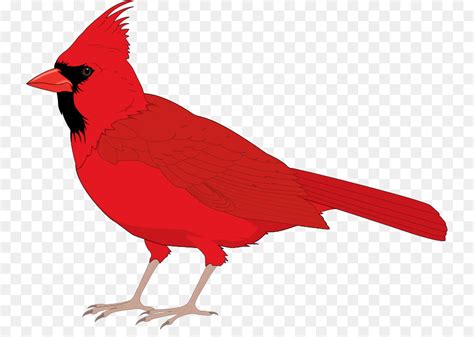 cardinal bird clip art 20 free Cliparts | Download images on Clipground ...