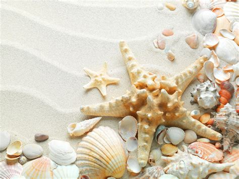 Sea Shell Wallpaper - WallpaperSafari