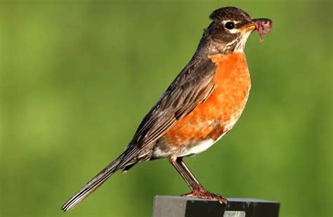 American Robin - Description, Habitat, Image, Diet, and Interesting Facts