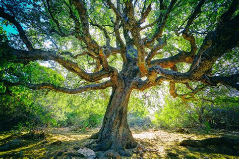 Large oak tree with twisted branches on the path to the co… | Flickr