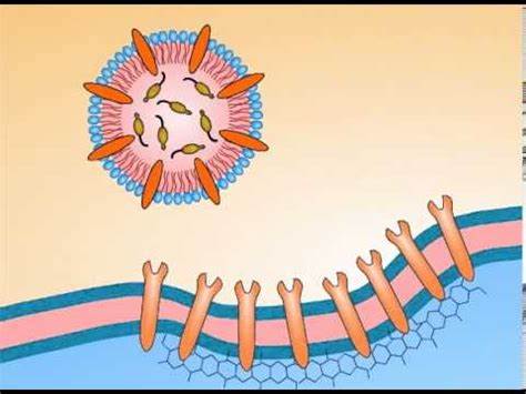 Receptor-Mediated Endocytosis Animation - BioSolutions