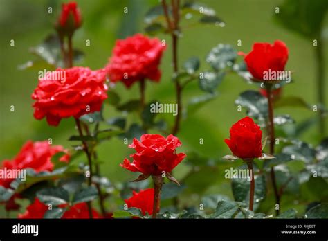 Red roses. Blooming roses. Flowers on a green grass. Meadow with ...