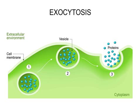 7 Different Types of Active Transport – PopOptiq