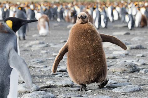 Fat Penguins Stock Photos, Pictures & Royalty-Free Images - iStock