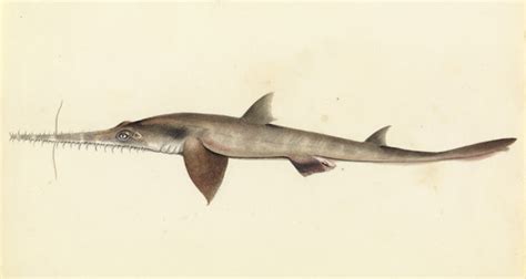 Weird and mysterious: scientists find new shark species