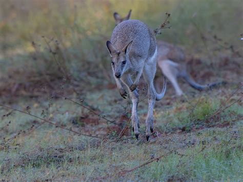 Mammals - Arnold Faulks Photography