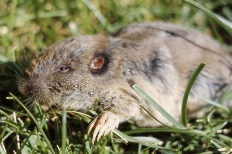 Facts About Gophers | Live Science