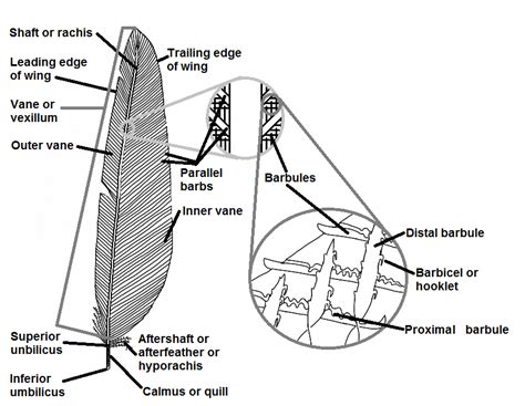 Integumentary (surface of the bird) - Poultry Hub Australia