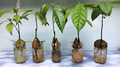 Growing avocado seeds in water very easy - YouTube