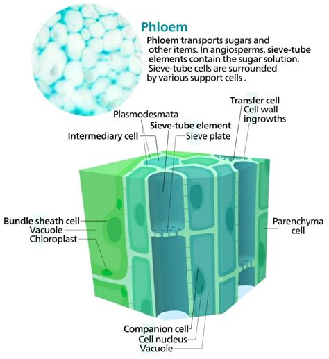 Phloem Structure