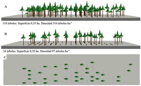 Ensayo de progenie de Pinus greggii (A), huerto semillero diseñado (B ...