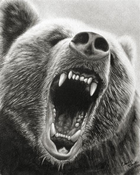 Roaring Bear Drawing at PaintingValley.com | Explore collection of Roaring Bear Drawing