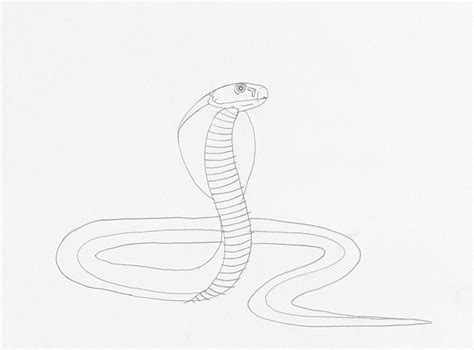 Easy Snake Drawing Easy Albino Snake Drawing - Moreno Blipt1958