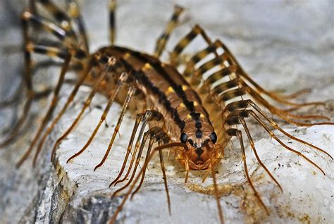 Habits and Traits of Centipedes, Class Chilopoda