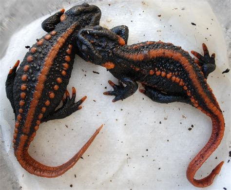 My Pet Salamanders - Member's Gallery - Ex-Christian.Net