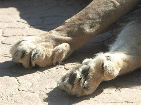 Lion paws by photographyflower on DeviantArt