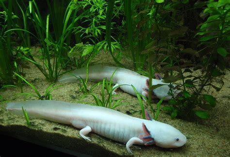 The secret to regeneration? Scientists say it lies in the axolotl genome. - Big Think