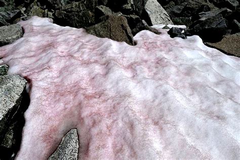 Pink Snow Observed On Presena Glacier In Italy