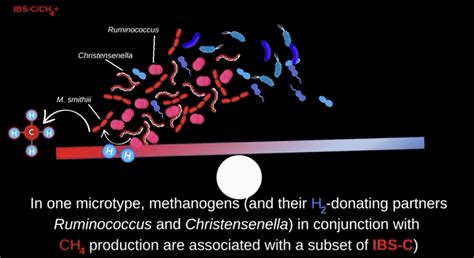 Informative Video: Methanogens & Hydrogen Sulfide Producing Bacteria Guide Distinct Gut Microbe ...