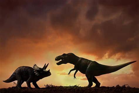 Triceratops Vs Tyrannosaurus Differences And Comparison » Differencess