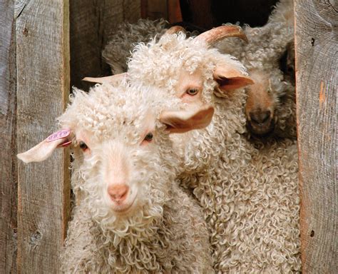 Farming Wool and Fiber: From Sheep to Yarn - Grit