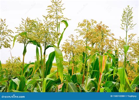 Sorghum Crop farmland stock photo. Image of harvest - 158310388