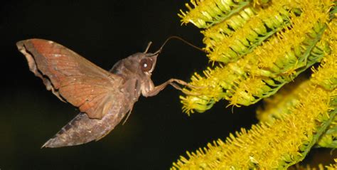 Cool Pics: Hummingbird Moth : NorthEscambia.com