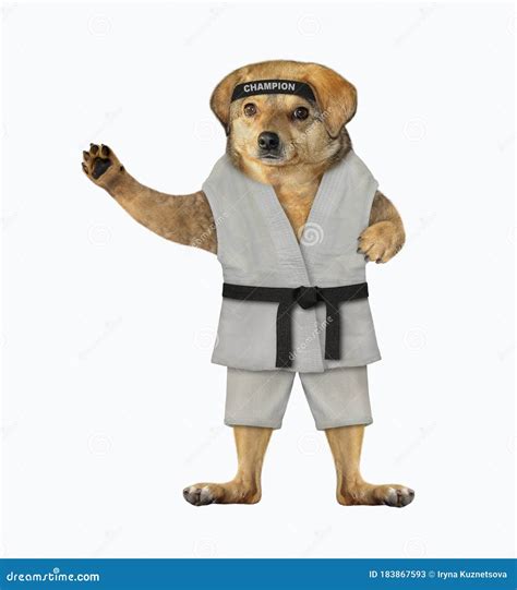 Dog Dressed Karate Uniform 2 Stock Image - Image of kick, master: 183867593