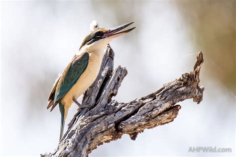 Sacred Kingfisher – AHP Wild