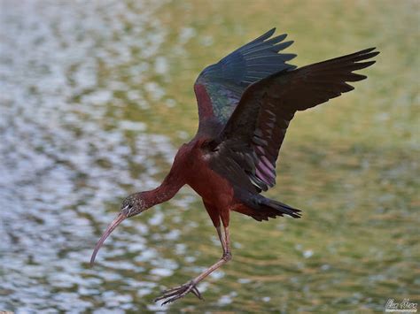 Glossy Ibis in Flight