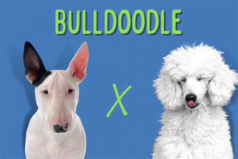 Bulldoodle: The Bull Terrier Poodle Mix [Breed Guide]