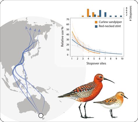 Migration strategy as an indicator of resilience to change in two shorebird species with ...