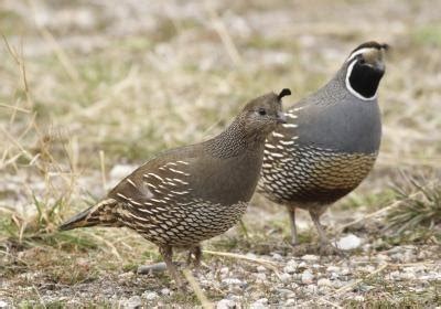 How to Tell a Male & Female Quail Apart (with Pictures) | eHow