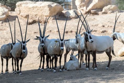 Wild Animal Arabian Oryx in Al Ain Zoo Safari Park Stock Image - Image of grazer, endemic: 168563481