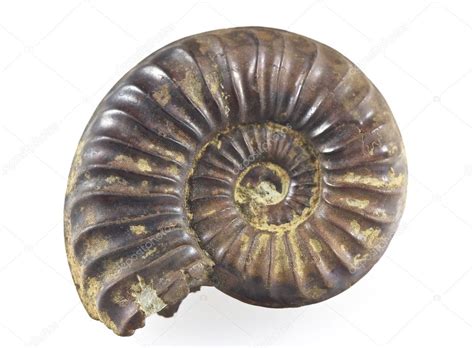 Ammonite Fossil — Stock Photo © ribeiroantonio #3096528