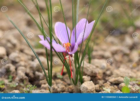 Crocus Sativus Flower in the Garden Stock Photo - Image of background ...